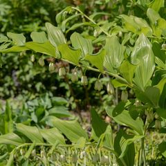 Garten-Salomon-Siegel - Polygonatum x hybridum 'Weihenstephan