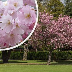 Japanische Kirsche - Prunus 'Accolade' in voller Blüte