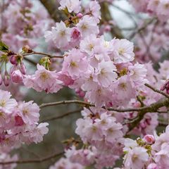 Prunus 'Accolade' - Rosa blühend