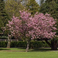 Japanische Kirsche - Prunus 'Accolade' - Kompakter Baum
