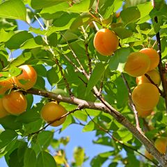 Abrikozen - Prunus armeniaca