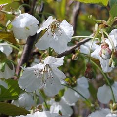 Bloesem Kersenboom - Prunus avium 'Hedelfinger'