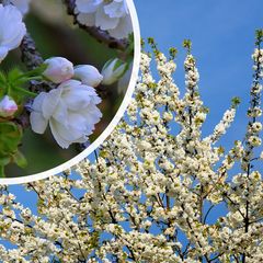 Dubbele Sierkers - Prunus avium 'Plena' Hoogstam boom