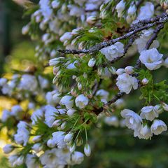 Dubbele Sierkers - Prunus avium 'Plena' Rijke bloei