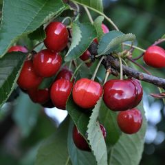 Kersen Kersenboom - Prunus avium 'Hedelfinger'
