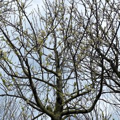 Pruimenboom - Prunus domestica 'Reine Claude'