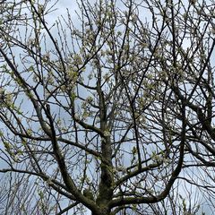 Pruimenboom - Prunus domestica 'Reine Claude d'Oullins'