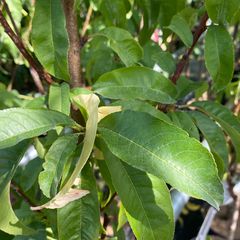 Blad Nectarine - Prunus persica nucipersica 'Madame Blanchet'