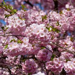 Japanse sierkers - Prunus sargentii 'Charles Sargent' bloei