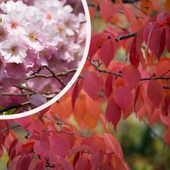 Japanse sierkers - Prunus sargentii 'Charles Sargent'