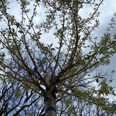 Sierkers - Prunus subhirtella 'Autumnalis Rosea'
