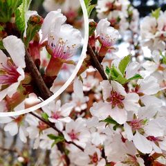 Nanking kers - Prunus tomentosa (Dwergkers)