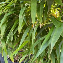 Bamboe Pseudosasa Japonica, Metake Bamboe