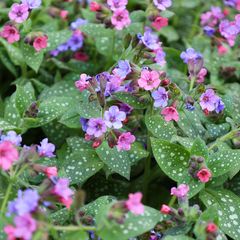 Gevlekt longkruid - Pulmonaria officinalis - Inheemse plant