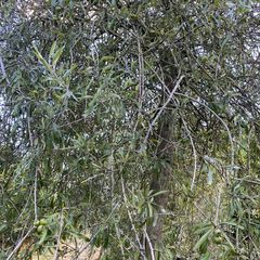 Wilgbladige peer - Pyrus Salicifolia 'Pendula' Treurboom