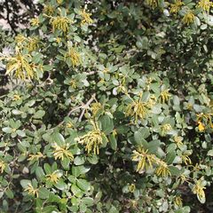 Steeneik haag - Quercus ilex in bloei