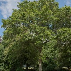 Dakspaaneik - Quercus imbricaria