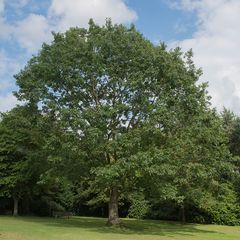 Amerikaanse eik - Quercus rubra