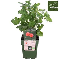 Ribes uva-crispa 'Spinefree' - Stachelbeere 