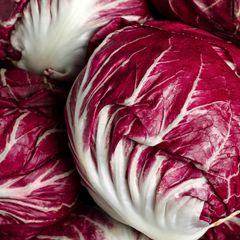 Radicchio(roodlof) - Cichorium intybus foliosum krop