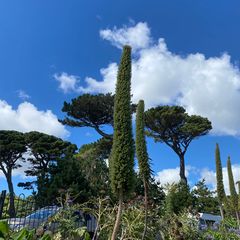 Echium pininana niet winterhard in nederland