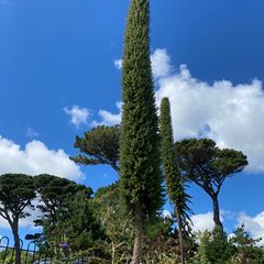 Reuzenslangenkruid - Echium pininana