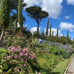 Echium pininana