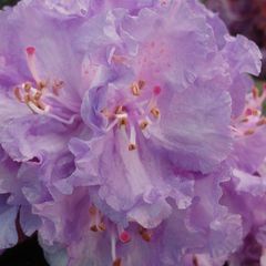 Rhododendron 'Alfred' Purple