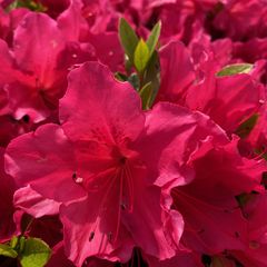 Japanse azalea - Rhododendron 'Arabesk' bloei