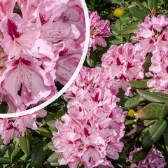 Rhododendron 'Cosmopolitan' in bloei