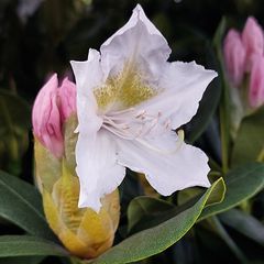 Bloem Rhododendron 'Cunningham's White'