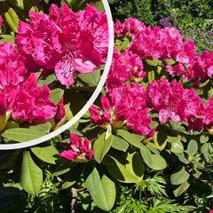 Rhododendron 'Germania' in bloei