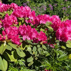 Heester Rhododendron 'Germania'