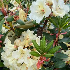 Groenblijvende Rododendron - Rhododendron 'Horizon Monarch'