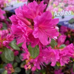 Rhododendron Japonica 'Geisha Purple'