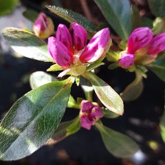 Japanse azalea - Rhododendron 'Koningsstein' in de knop