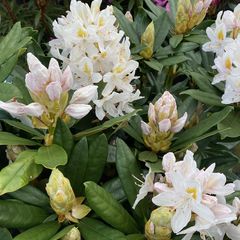 Weiß blühender Rhododendron 'Madame Masson'