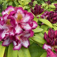 Rododendron - Rhododendron 'Pushy Purple' in bloei