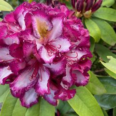 Heester Rododendron - Rhododendron 'Pushy Purple'