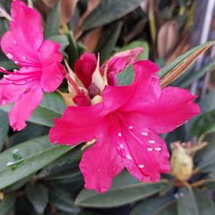 Rododendron - Rhododendron hybride 'Rot' in bloei