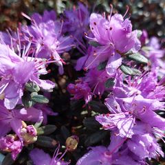 Bloei Dwerg rododendron - Rhododendron impeditum