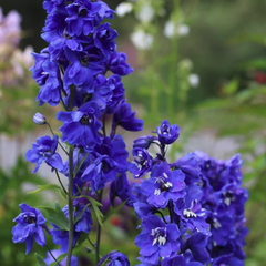 Ridderspoor - Delphinium 'Blue Bird' bloeiwijze