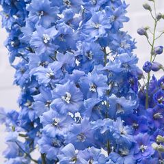 Ridderspoor Prachtige blauwe bloemen