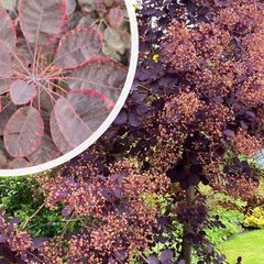 Roter Perückenstrauch - Cotinus coggygria 'Royal Purple'.