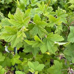 Rode Ribes - Blad