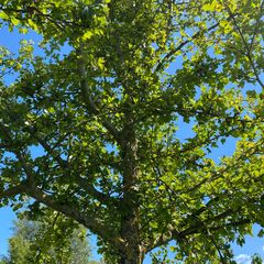 Tweestijlige meidoorn - Crataegus laevigata 'Paul's Scarlet'