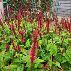 tuinplanten vaste plantenpakket borderpakket tuinen