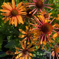 Rode zonnehoed - Echinacea purpurea 'Orange Passion'