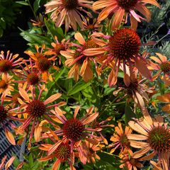 Echinacea purpurea 'Orange Passion' bloeit roodoranje