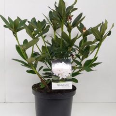 Productfoto voorbeeld Rododendron - Rhododendron 'Cunningham's White'